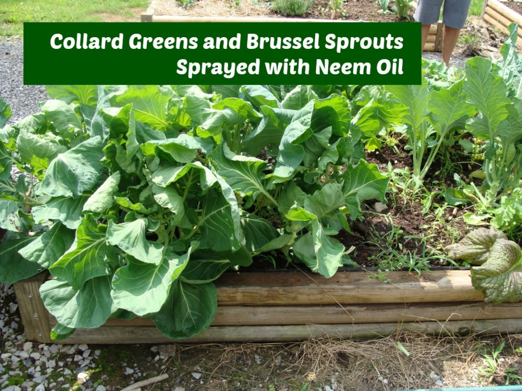 Neem Oil Spray for Garden Pests
