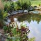 My Crazy Pond Project Part One – The Beginning