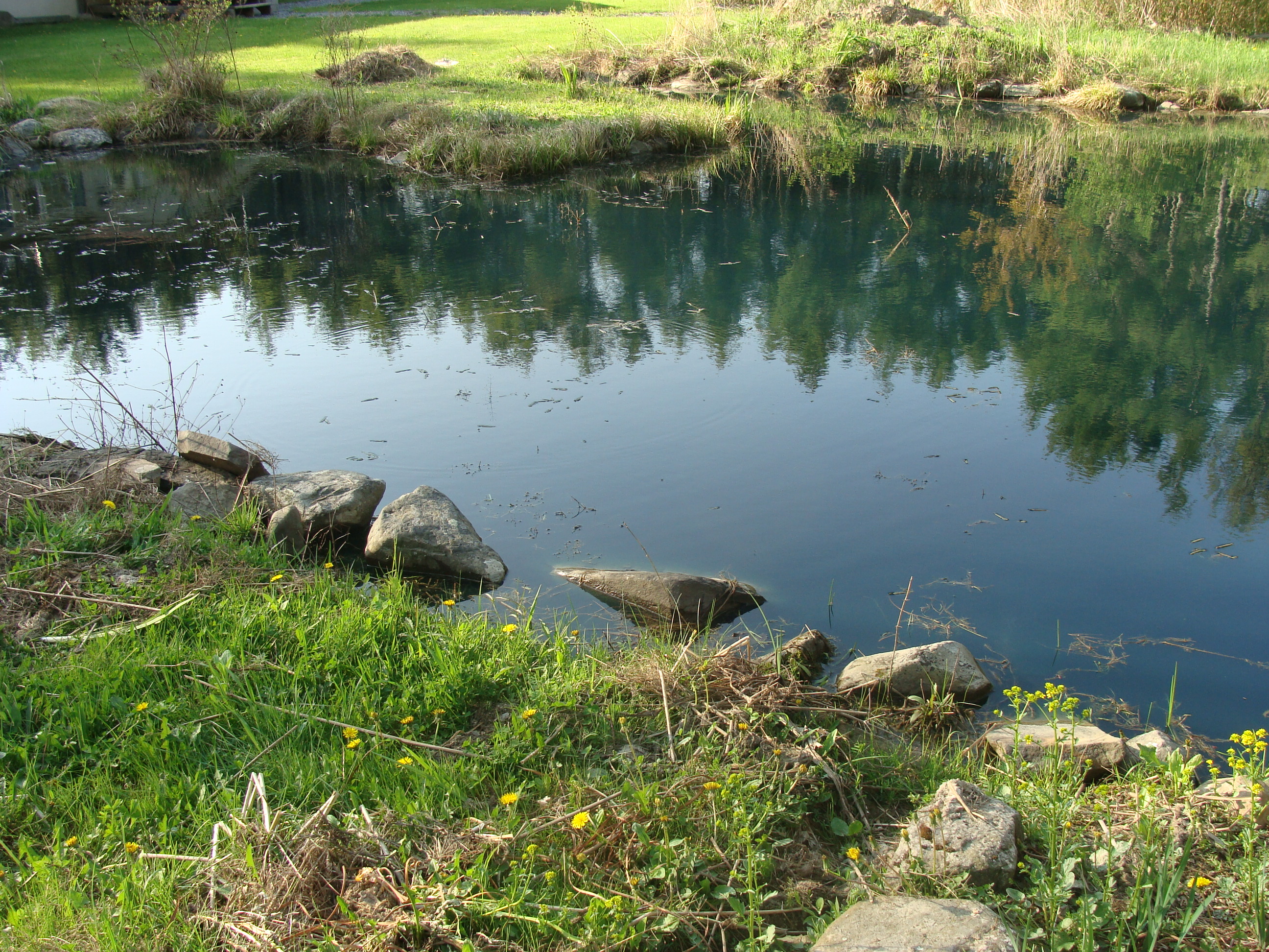 Pond After Dye Far Jeti View (1)