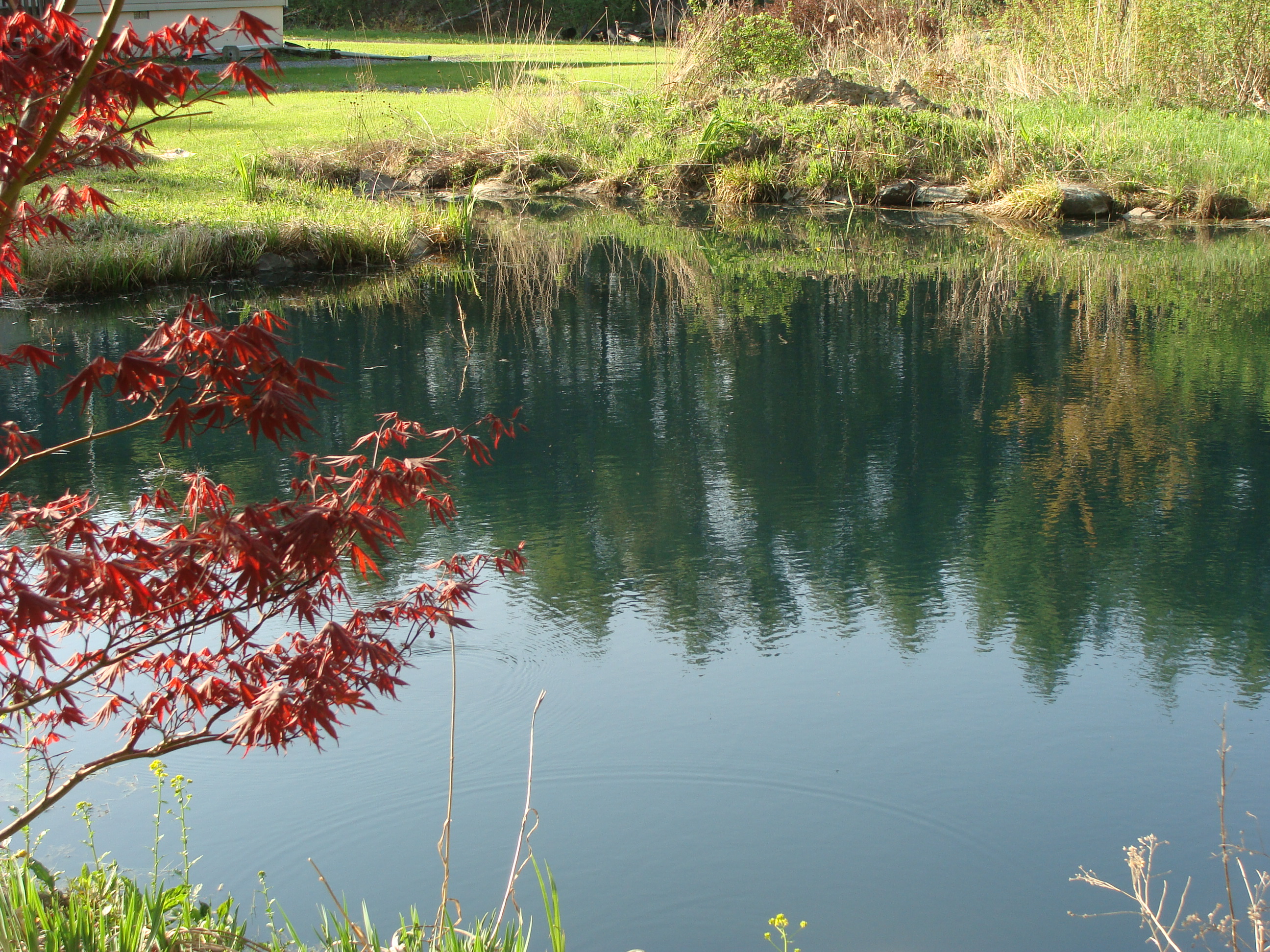 Pond After Dye Red Maple View