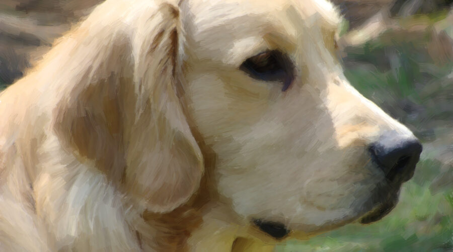 butters-After-AKVIS-Oil-Painting